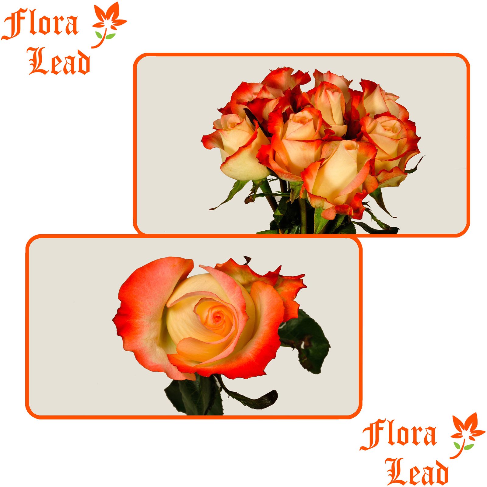 Cabaret Roses - FloraLead.com