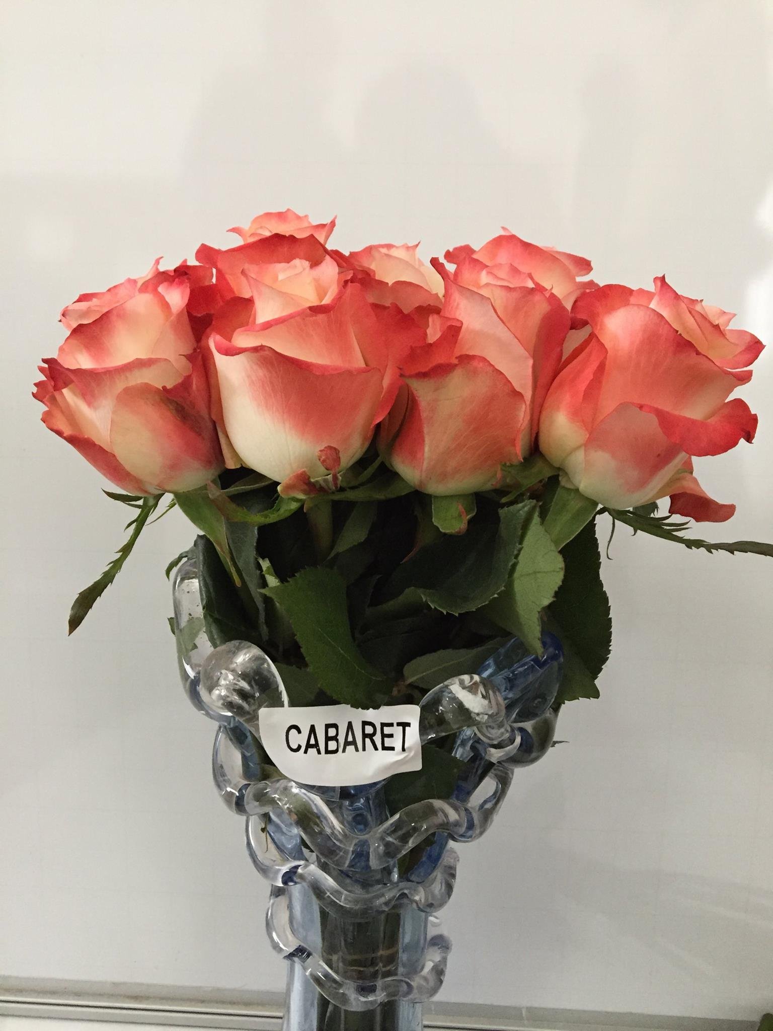 Cabaret Roses - FloraLead.com